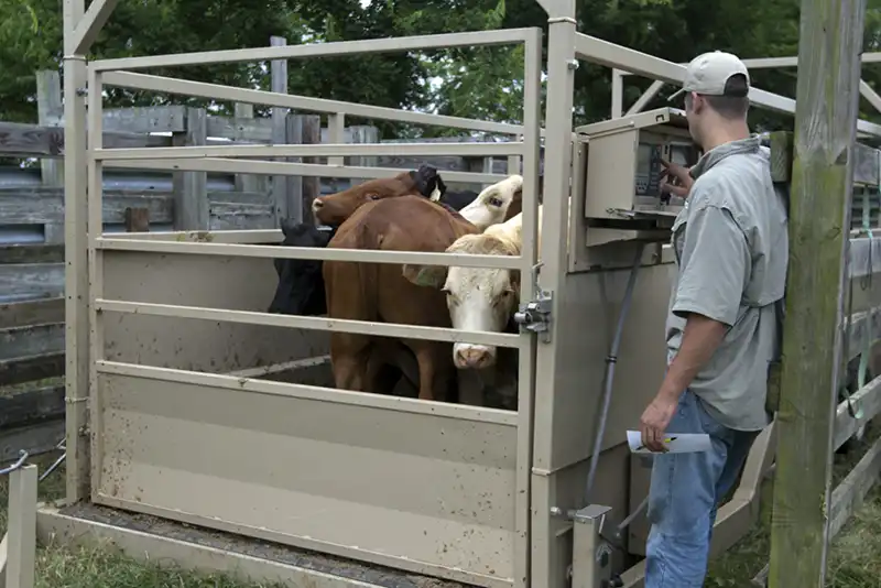 Livestock-scale-by-pand-international